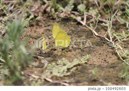 公園 パーク 園 108492603