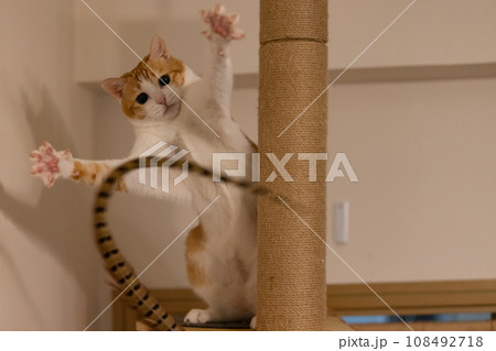 ginger cat want to catch the feather ginger cat want to catch the feather 108492718