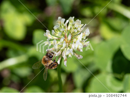 生物多様性のイメージ（日本、東京で撮影）（クローバーの花とミツバチ） 108492744