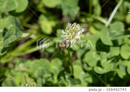 生物多様性のイメージ（日本、東京で撮影）（クローバーの花とミツバチ） 108492745