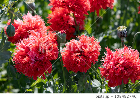 ケシ(ソムニフェルム種)Papaver somniferum ケシ科 アヘン法により栽培禁止 ケシ(ソムニフェルム種)Papaver somniferum ケシ科 アヘン法により栽培禁止 108492746