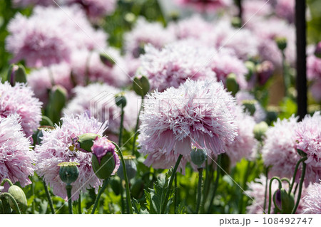 ケシ(ソムニフェルム種)Papaver somniferum ケシ科 紫八重 アヘン法により栽培禁止 ケシ(ソムニフェルム種)Papaver somniferum ケシ科 紫八重 アヘン法により栽培禁止 108492747