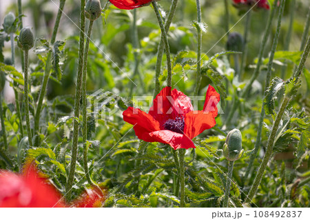 ハカマオニゲシ(法により栽培禁止) 別名:Papaver bracteatum ハカマオニゲシ(法により栽培禁止) 別名:Papaver bracteatum 108492837