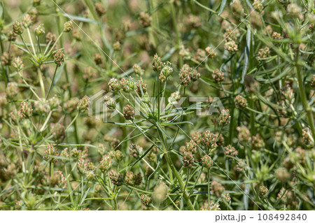 プランタゴ・サイリウム Plantago psyllium 別名:エダウチオオバコ、特定保健用食品 プランタゴ・サイリウム Plantago psyllium 別名:エダウチオオバコ、特定保健用食品 108492840