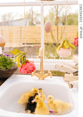Vertical shot of adorable little yellow ducklings swimming in sink of water at summer gazebo house on sunny day. Concept of excursion to eco-farm, life in village, vacation with grandmother. 108492861
