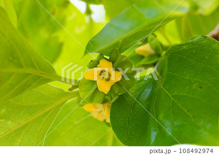 カキノキの花 (学名:Diospyros kaki 生薬名:シテイ(柿蔕) 日本薬局方外生薬規格収載 カキノキの花 (学名:Diospyros kaki 生薬名:シテイ(柿蔕) 日本薬局方外生薬規格収載 108492974