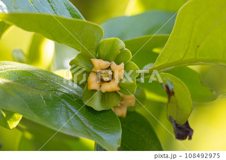 カキノキの花 (学名:Diospyros kaki 生薬名:シテイ(柿蔕) 日本薬局方外生薬規格収載 カキノキの花 (学名:Diospyros kaki 生薬名:シテイ(柿蔕) 日本薬局方外生薬規格収載 108492975