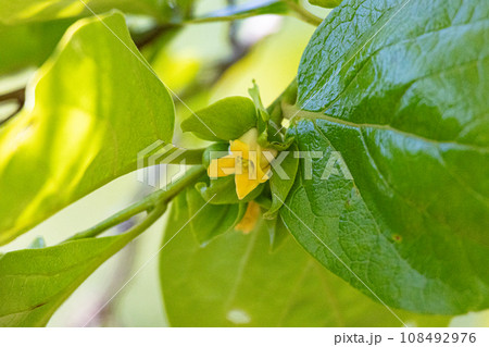 カキノキの花 (学名:Diospyros kaki 生薬名:シテイ(柿蔕) 日本薬局方外生薬規格収載 カキノキの花 (学名:Diospyros kaki 生薬名:シテイ(柿蔕) 日本薬局方外生薬規格収載 108492976
