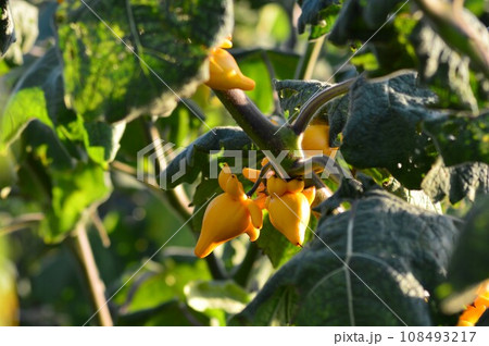 黄色いツノナス 黄色いツノナス 108493217