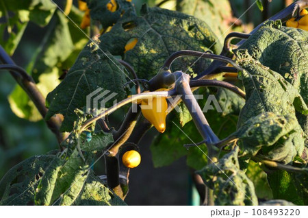 黄色いフォックスフェイス 108493220