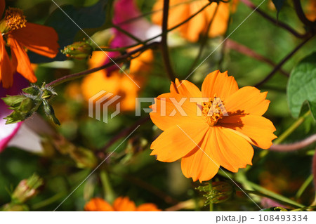 キバナコスモス（黄花秋桜） 108493334