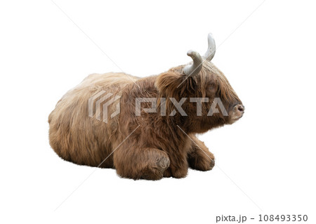 Highlander cow Highlander cow 108493350