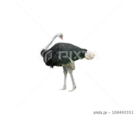 Ostrich Ostrich 108493351