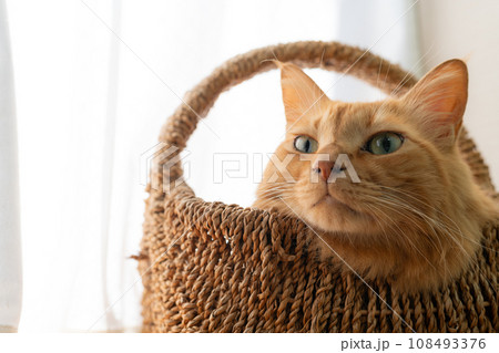 籠の中の猫 茶トラ猫 籠の中の猫 茶トラ猫 108493376