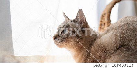 見つめる猫 見つめる猫 108493514
