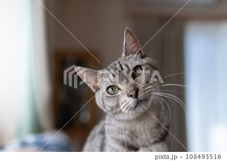 首をかしげる猫 サバトラ猫 首をかしげる猫 サバトラ猫 108493516