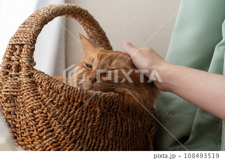 猫を撫でる 茶トラ猫 猫を撫でる 茶トラ猫 108493519