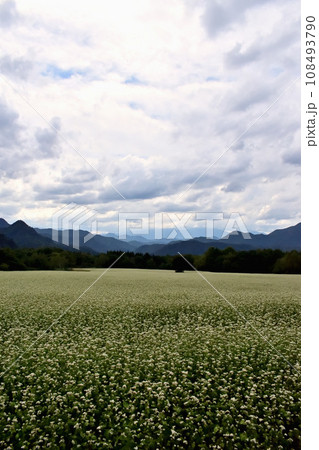 たかつえそば畑 108493790