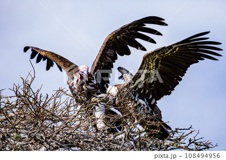 Vulture Bird Wildlife animals savannah grassland wilderness hill shrubs great rift valley maasai mara national game reserve narok county kenya east africa 108494956