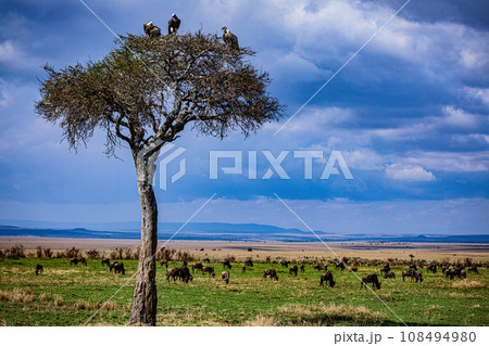 Vulture Bird Wildlife animals savannah grassland wilderness hill shrubs great rift valley maasai mara national game reserve narok county kenya east africa Vulture Bird Wildlife animals savannah grassland wilderness hill shrubs great rift valley maasai mara national game reserve narok county kenya east africa 108494980