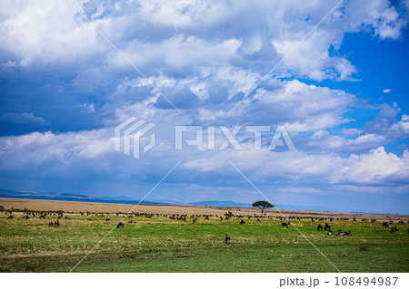 Vulture Bird Wildlife animals savannah grassland wilderness hill shrubs great rift valley maasai mara national game reserve narok county kenya east africa 108494987