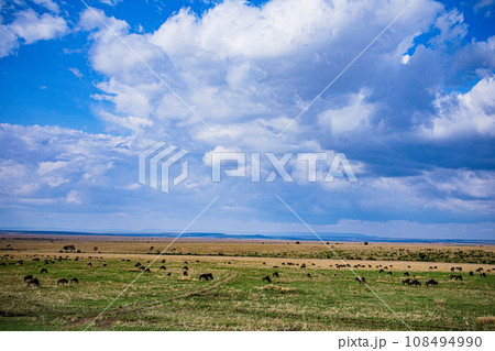 Vulture Bird Wildlife animals savannah grassland wilderness hill shrubs great rift valley maasai mara national game reserve narok county kenya east africa 108494990
