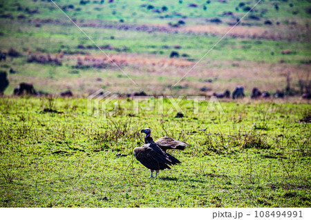 Vulture Bird Wildlife animals savannah grassland wilderness hill shrubs great rift valley maasai mara national game reserve narok county kenya east africa 108494991