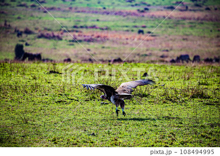 Vulture Bird Wildlife animals savannah grassland wilderness hill shrubs great rift valley maasai mara national game reserve narok county kenya east africa Vulture Bird Wildlife animals savannah grassland wilderness hill shrubs great rift valley maasai mara national game reserve narok county kenya east africa 108494995