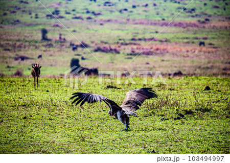 Vulture Bird Wildlife animals savannah grassland wilderness hill shrubs great rift valley maasai mara national game reserve narok county kenya east africa Vulture Bird Wildlife animals savannah grassland wilderness hill shrubs great rift valley maasai mara national game reserve narok county kenya east africa 108494997
