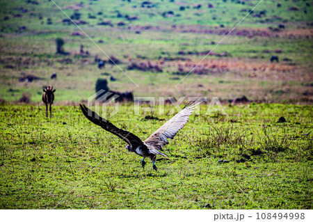 Vulture Bird Wildlife animals savannah grassland wilderness hill shrubs great rift valley maasai mara national game reserve narok county kenya east africa 108494998
