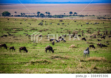 Wildebeest Wildlife animals savannah grassland wilderness hill shrubs great rift valley maasai mara national game reserve narok county kenya east africa 108495306