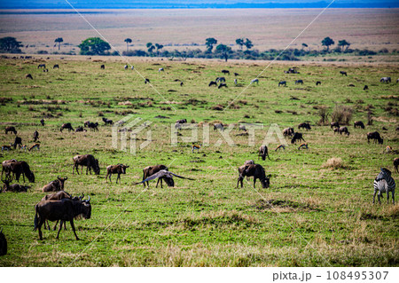 Wildebeest Wildlife animals savannah grassland wilderness hill shrubs great rift valley maasai mara national game reserve narok county kenya east africa 108495307