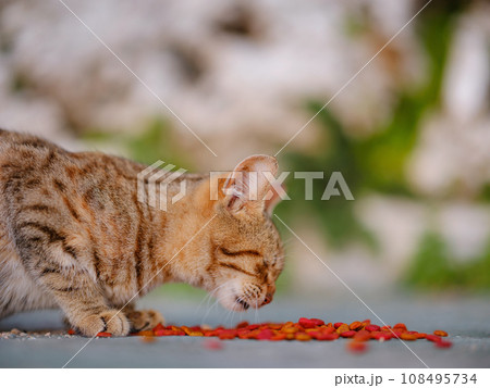 cats of Turkey, small resort town of Side with ancient Greek ruins. Homeless animals theme. cat eats food outside 108495734