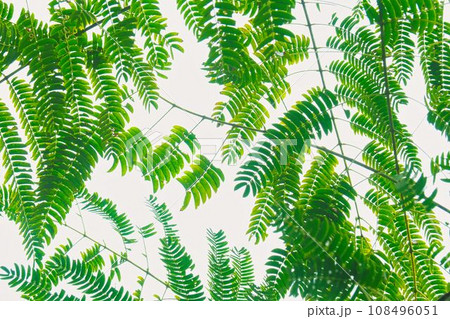 出雲の遊歩道を散歩中に写しました。 108496051