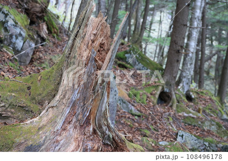 折れた大木の切り口 108496178
