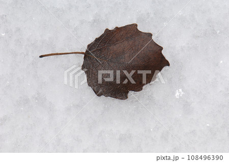 Leaf fallen on the frost. 108496390