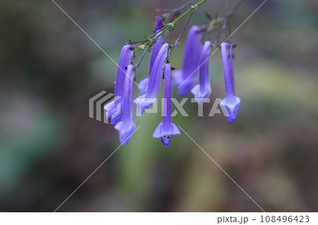 青紫色の唇形の花のセキヤノアキチョウジ 青紫色の唇形の花のセキヤノアキチョウジ 108496423