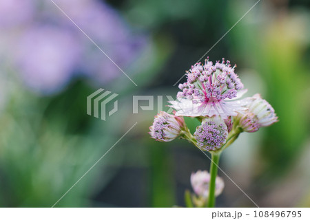 Delicate pink astrantia flowers in summer in the garden Delicate pink astrantia flowers in summer in the garden 108496795