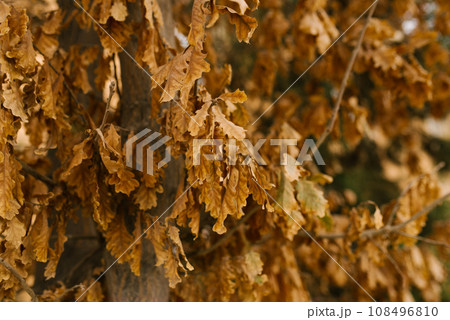 Golden dry oak leaves on a tree Golden dry oak leaves on a tree 108496810