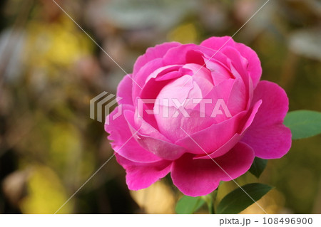 ピンクのバラ　バラの花　薔薇　ばら　ピンク 108496900