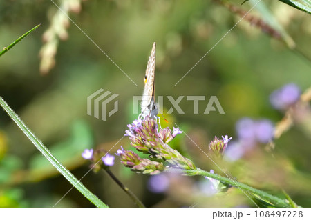 花にたたずむウラナミシジミ 108497228