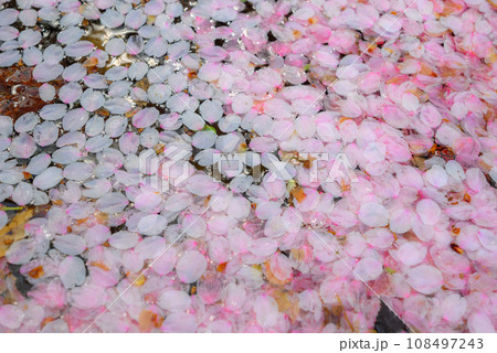 水辺に浮かぶ花びらたち【長野県】 108497243