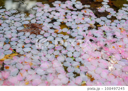 水辺に浮かぶ花びらたち【長野県】 水辺に浮かぶ花びらたち【長野県】 108497245