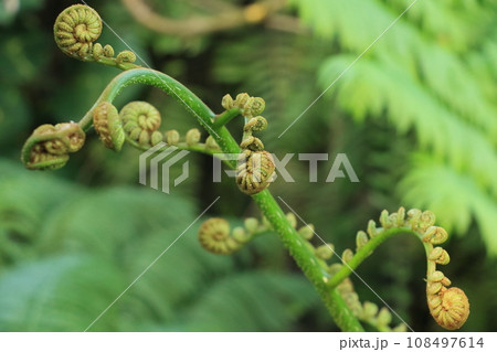 シダの若芽 108497614