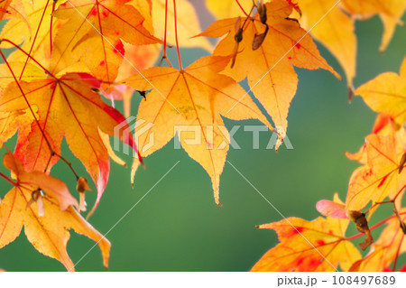 紅葉したもみじ、太陽の光浴びて輝く秋の黄金色 紅葉したもみじ、太陽の光浴びて輝く秋の黄金色 108497689