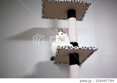Cute Japanese Bobtail cat playing on a leopard print cat tower 108497794