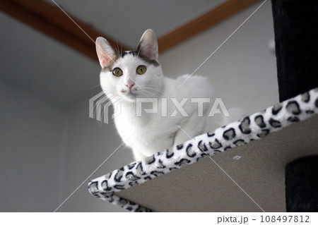 Cute Japanese Bobtail cat playing on a leopard print cat tower 108497812