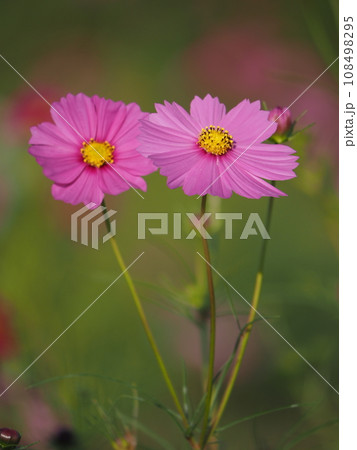 秋の野原に咲くピンクのコスモスの花 秋の野原に咲くピンクのコスモスの花 108498295