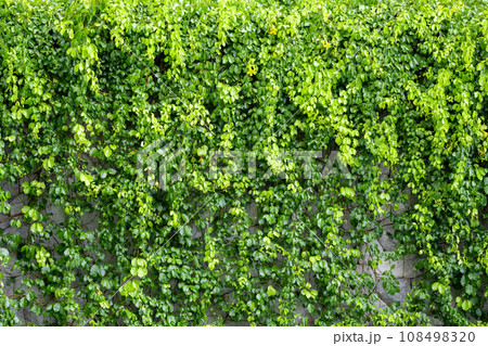 Lush green ivy is growing and covering granite stone wall house with neighborhood houses in the background in sunshine day. Lush green ivy is growing and covering granite stone wall house with neighborhood houses in the background in sunshine day. 108498320