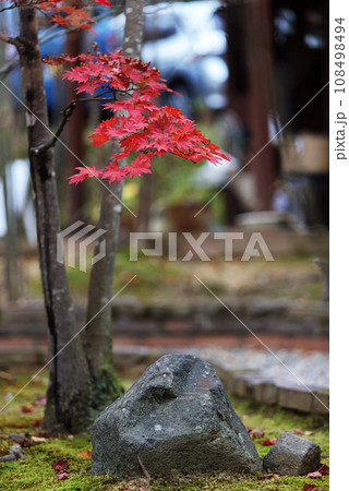 Japanese maple leaves 108498494